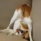 Tick Tock goes the dog