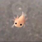 🔥 Baby axolotl swimming 🔥