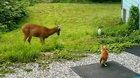Deer making friends with my cats. A little tentative but both curious and playful!