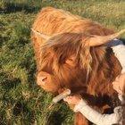 I think Clyde's having a great time (from the @myhighlandfold Instagram)