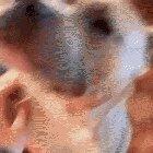 Pupper has the best smile