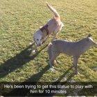 Dog trying to play with a statue