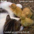 Kitty adopts ducklings