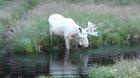 🔥 Extraordinary White Moose Takes a Dip in a Swedish Lake