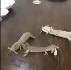 Voacal Percussion On A Whole Nother’ Level