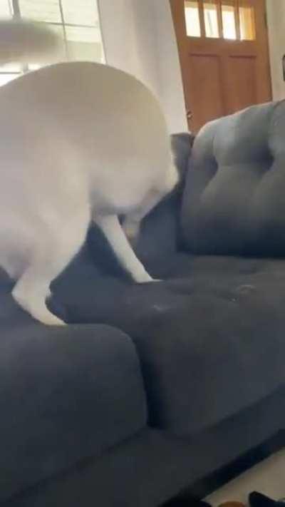 “No you can’t play with the baby” Husky Tantrum