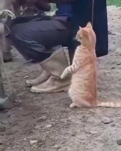 Milk tester (not my video)