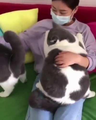 Mother of chonk!