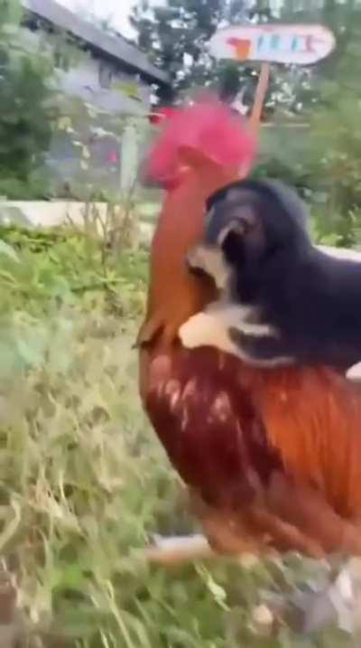 cocky friendship
