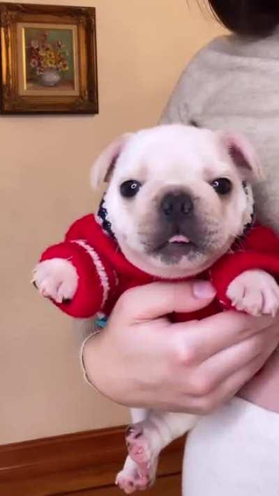 soy yo o se parece mucho al perrito Warhammer