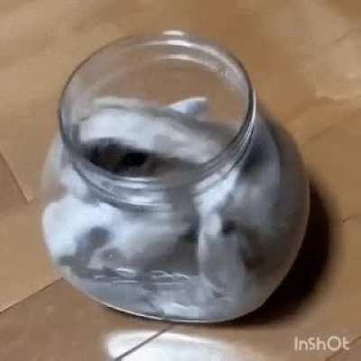 He looks comfy somehow