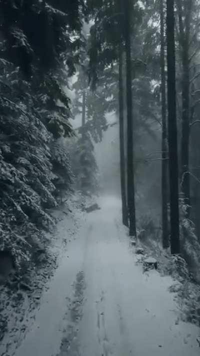 🔥 A fly through German Black Forest