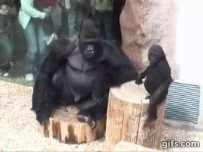 Hitgorilla will take any contract that comes his way [xpost from r/peoplefuckingdying)