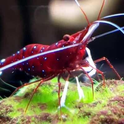 Newest berried Sulawesi shrimp