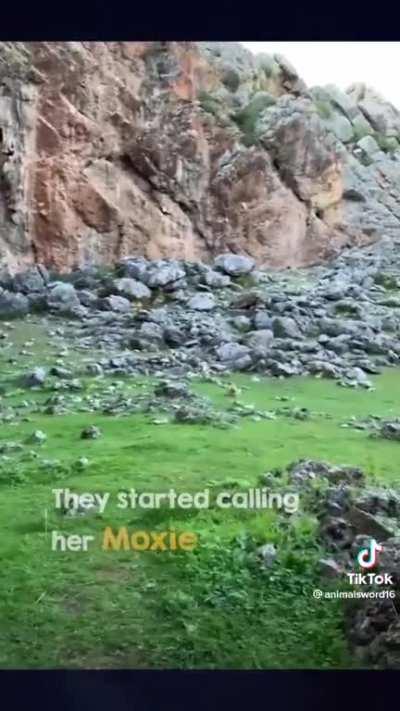 Moxie is for keeps, cared for by a new Family