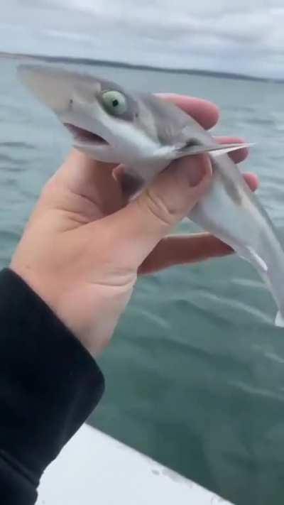 Awwww it looks like a toy