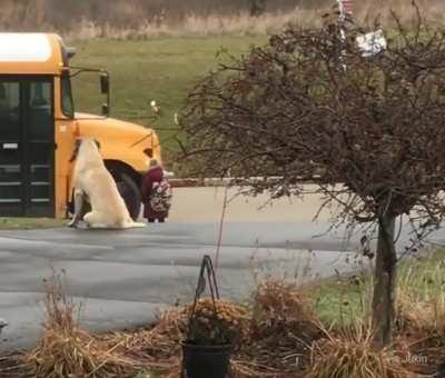 Dog waits everyday at Bus Stop for Little Girl to get on Safely