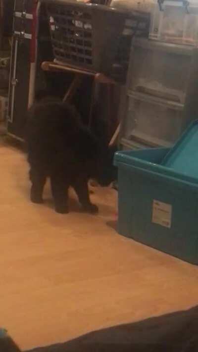 She’s still attacking it now