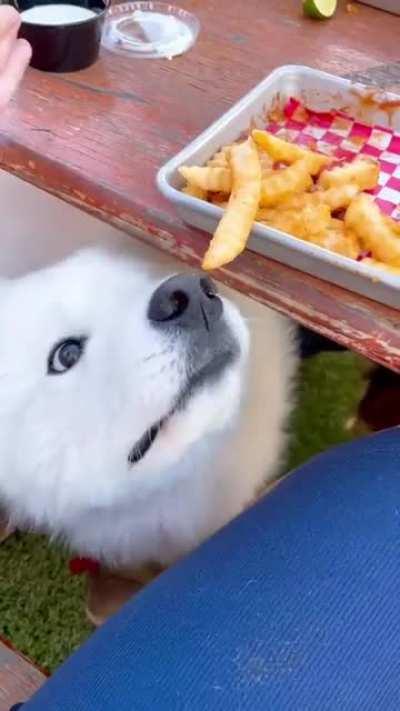 to get the fry