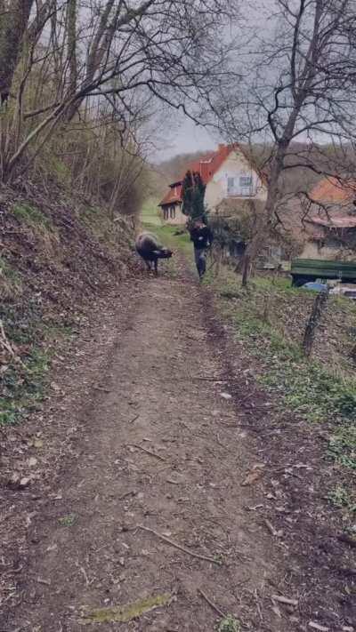 Two pals frolic side by side down a trail