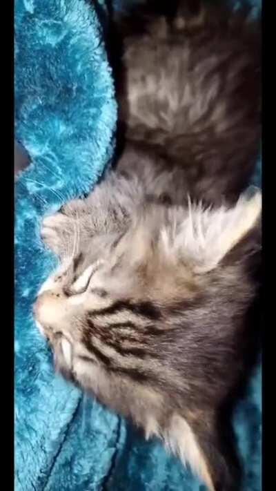 suckling on his favorite blanket with the purrs