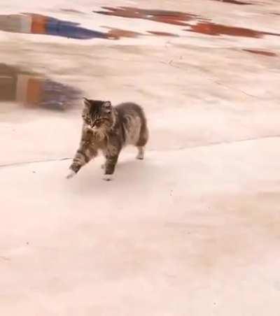 Preußens Gloria Cat XD