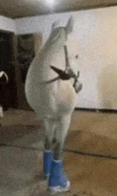 Greetings, i be the horse of truth and wisdom, ask me anything