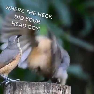 Bird bro tires to pick up a chick at the rave