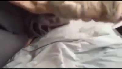 Soft kitty, warm kitty, little ball of fur...