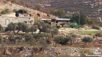 “This Palestine of Zaytun (Olives) - I love it”