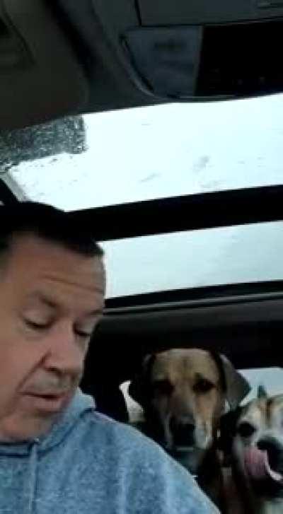 When your local Starbucks is closed but you don't have the heart to tell your pups