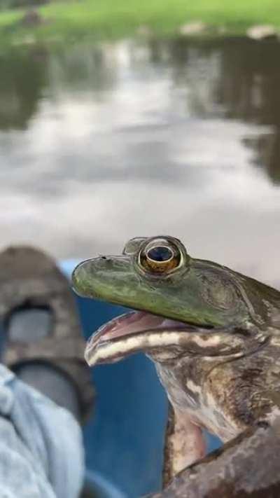 FrOg ViCiOuSlY sUmMoNiNg HiS mInIoNs