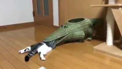 Alligator swallows cat whole!