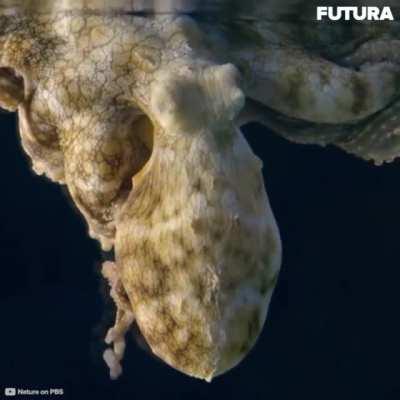 Octopuses, similar to humans, sleep in two stages, an active and a quiet stage. During quiet sleep their skin is pale and during active sleep, their skin turns darker and they twitch.