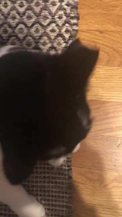 Some raspy squeaks and a bonus shake and squeak