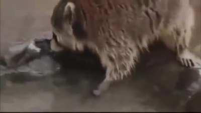 Raccoon loses his cotton candy