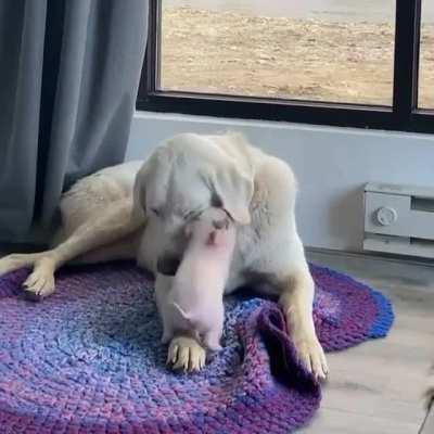 Playing with your younger sibling