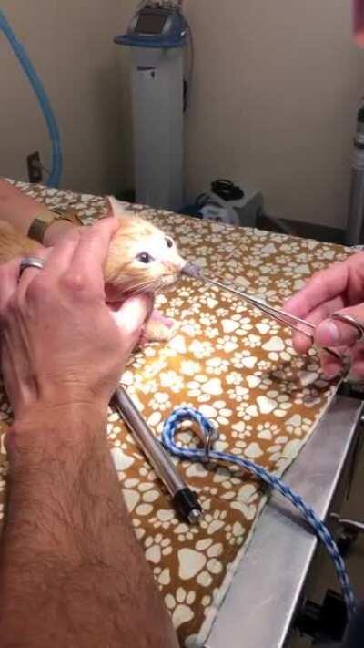 Bot fly removal from the nose of a cat