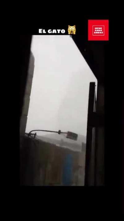 🎶 El Gato Voladooor 🎶