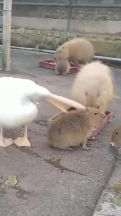 Carpincho siendo brutalmente atacado