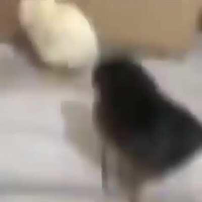 Ay whats good lil homie