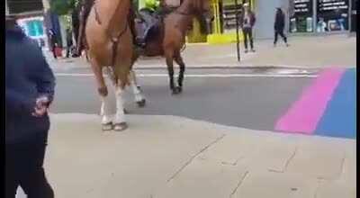 Homophobic police horses
