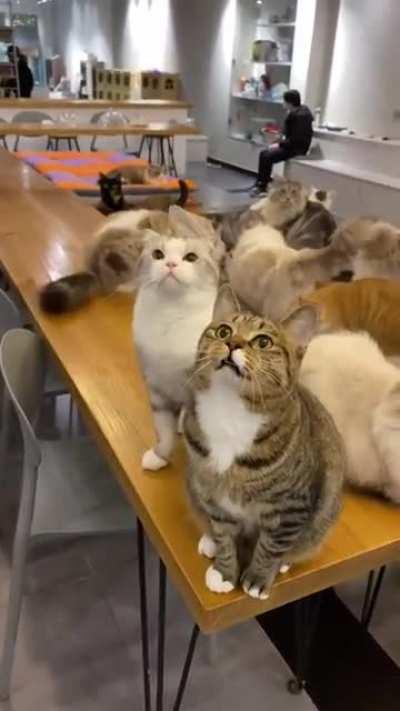 Look at them. Guess what they're saying? 🤣🤣