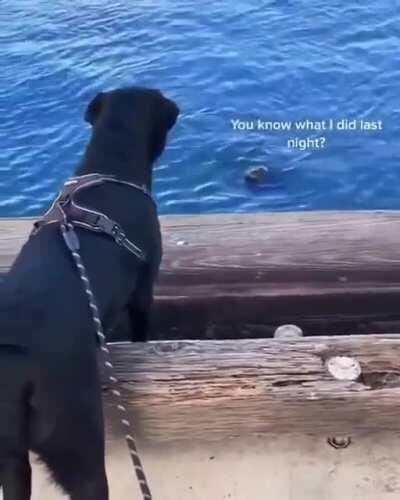 Water doggo meets land doggo.