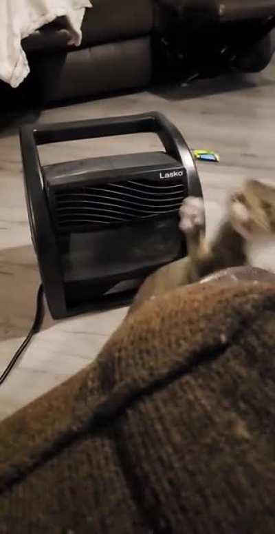 Cats will literally fight anything...sometimes as an airbender.