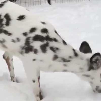 This adorable piebald deer