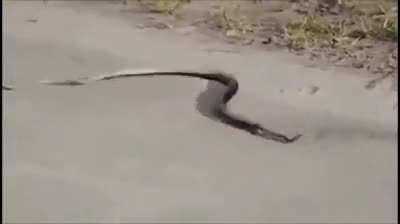 🔥 Venomous Snakes can accidentally or purposely kill themselves