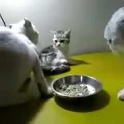 Being the youngest in the family...