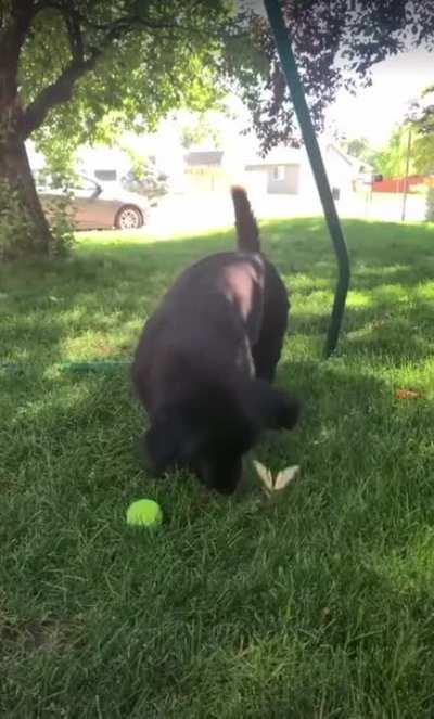 Dog Meets Some Butterflies