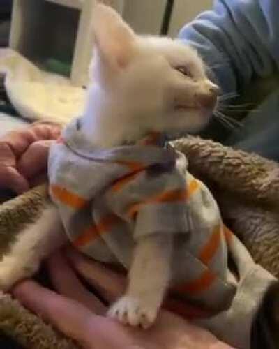 Snowball just came out of emergency abdominal surgery and has a lot to say about it